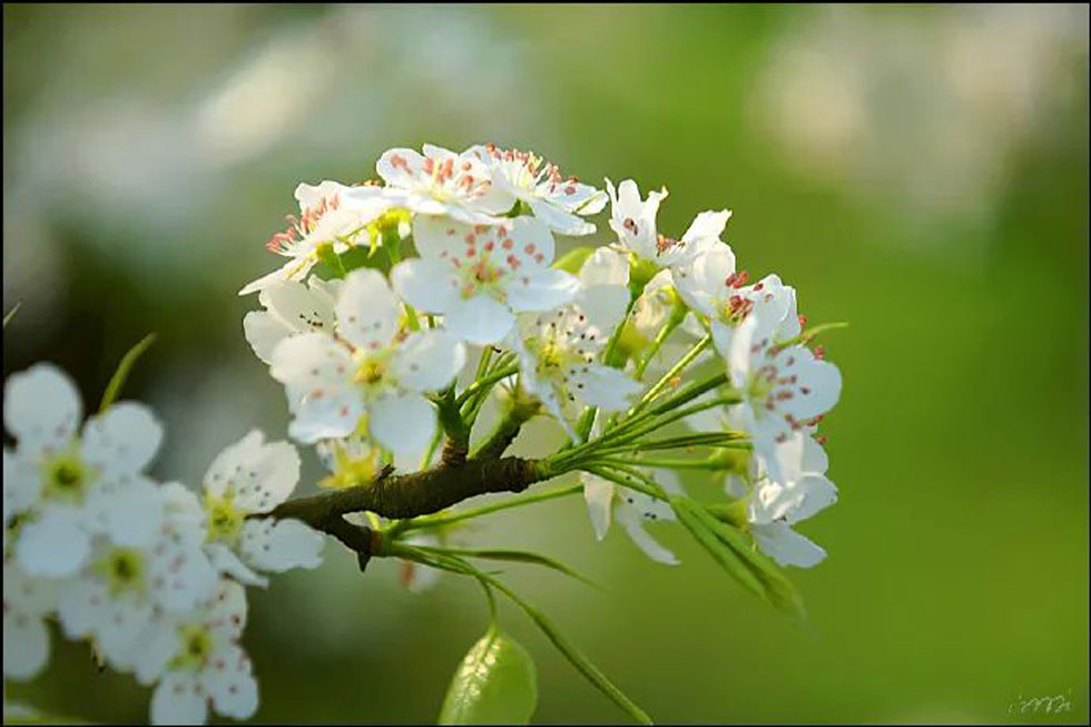 【春天，广西桂林灌阳县向您发出邀请！】我们在灌阳看梨花 - 游山玩水 - 桂林生活社区 - 桂林28生活网 www.28life.com