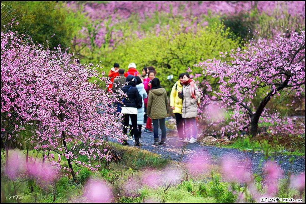 【春天,广西桂林灌阳县向您发出邀请!】官庄村有个醉美的桃花园 - 游山玩水 - 桂林生活社区 - 桂林28生活网 www.28life.com