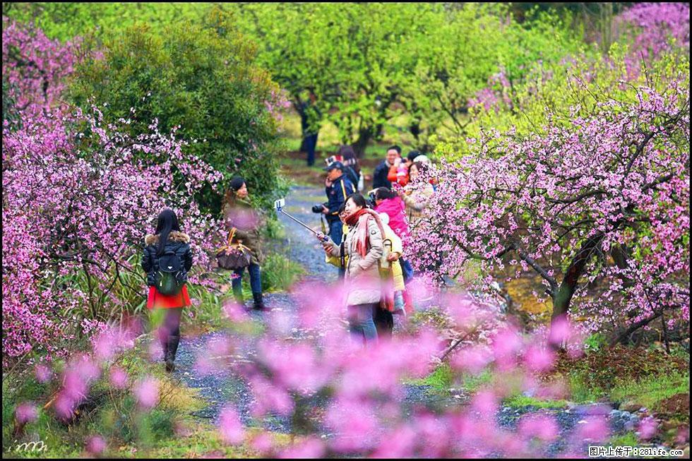 【春天，广西桂林灌阳县向您发出邀请！】官庄村有个醉美的桃花园 - 游山玩水 - 桂林生活社区 - 桂林28生活网 www.28life.com