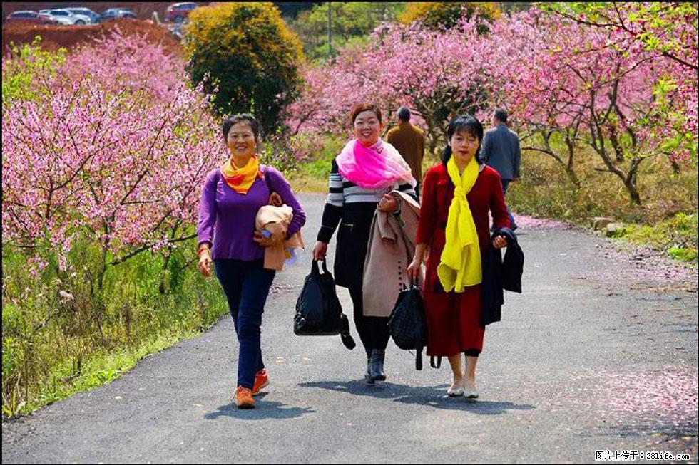 【春天,广西桂林灌阳县向您发出邀请!】官庄村有个醉美的桃花园 - 游山玩水 - 桂林生活社区 - 桂林28生活网 www.28life.com