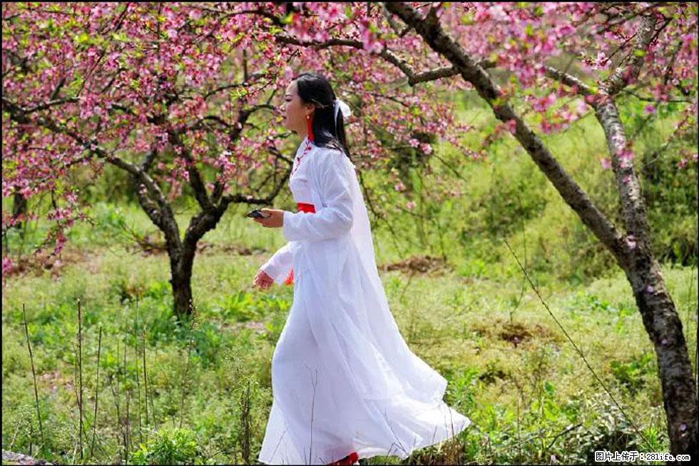 【春天,广西桂林灌阳县向您发出邀请!】官庄村有个醉美的桃花园 - 游山玩水 - 桂林生活社区 - 桂林28生活网 www.28life.com