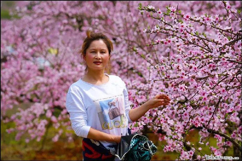 【春天,广西桂林灌阳县向您发出邀请!】官庄村有个醉美的桃花园 - 游山玩水 - 桂林生活社区 - 桂林28生活网 www.28life.com