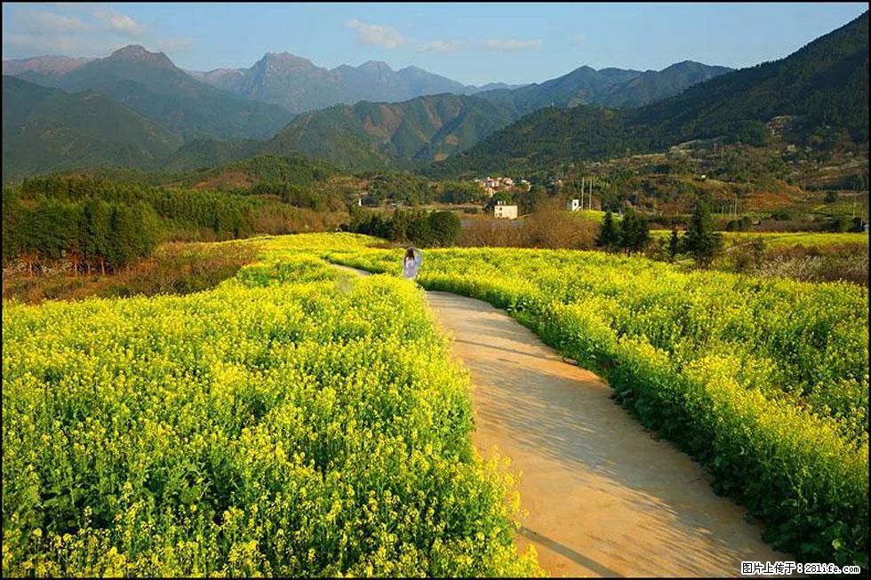 【春天,广西桂林灌阳县向您发出邀请!】长坪村油菜盛情花开 - 游山玩水 - 桂林生活社区 - 桂林28生活网 www.28life.com