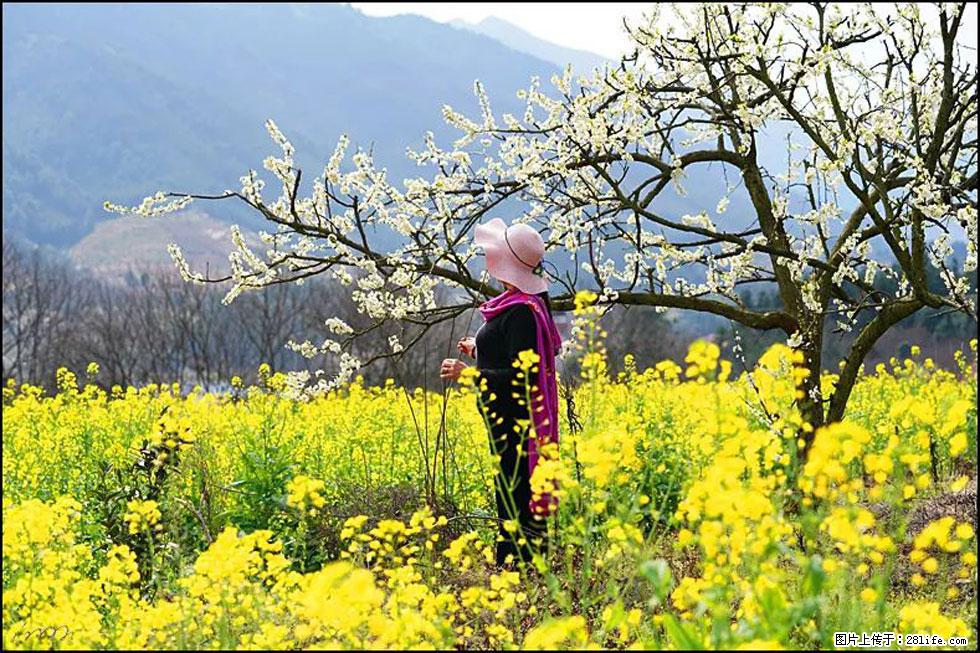 【春天,广西桂林灌阳县向您发出邀请!】长坪村油菜盛情花开 - 游山玩水 - 桂林生活社区 - 桂林28生活网 www.28life.com