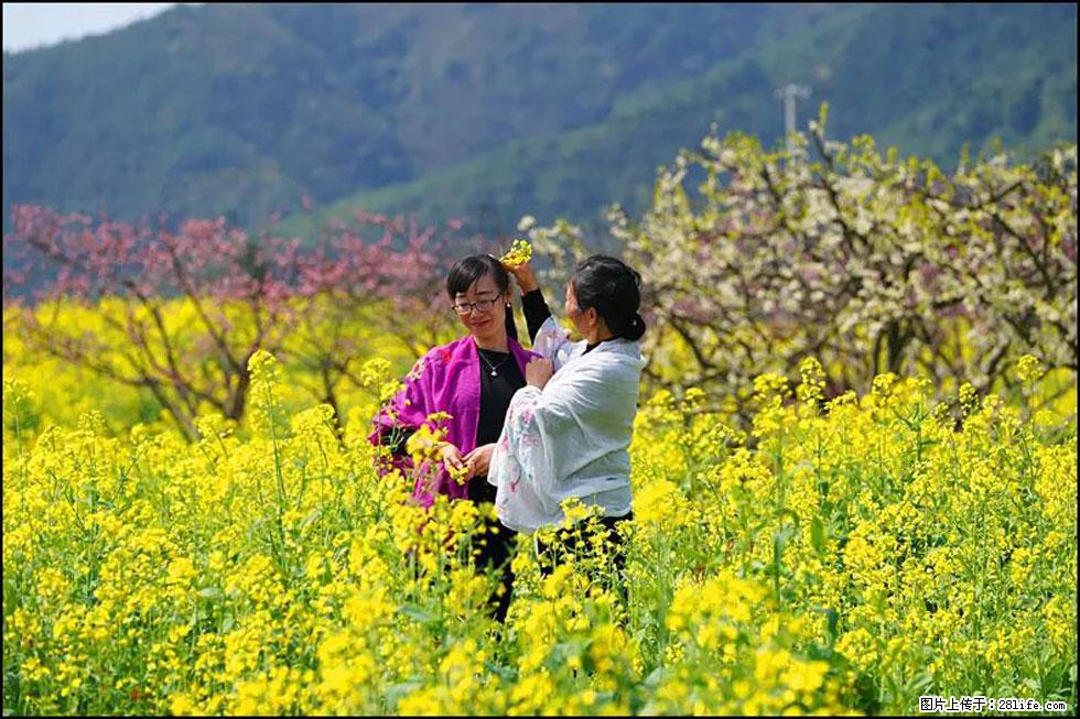 【春天，广西桂林灌阳县向您发出邀请！】长坪村油菜盛情花开 - 游山玩水 - 桂林生活社区 - 桂林28生活网 www.28life.com