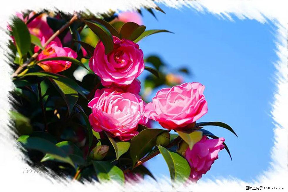 【春天,广西桂林灌阳县向您发出邀请!】杨柳井茶花惹人爱 - 游山玩水 - 桂林生活社区 - 桂林28生活网 www.28life.com