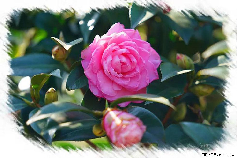 【春天,广西桂林灌阳县向您发出邀请!】杨柳井茶花惹人爱 - 游山玩水 - 桂林生活社区 - 桂林28生活网 www.28life.com