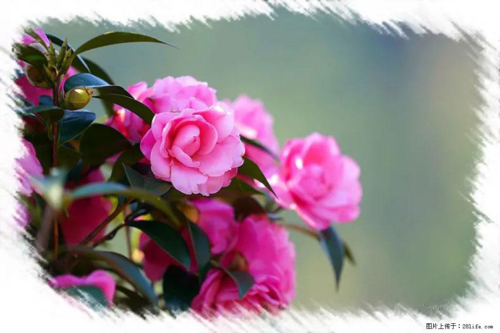 【春天,广西桂林灌阳县向您发出邀请!】杨柳井茶花惹人爱 - 游山玩水 - 桂林生活社区 - 桂林28生活网 www.28life.com