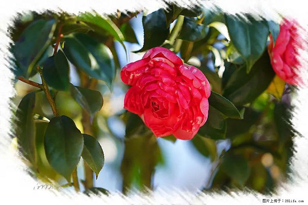 【春天,广西桂林灌阳县向您发出邀请!】杨柳井茶花惹人爱 - 游山玩水 - 桂林生活社区 - 桂林28生活网 www.28life.com