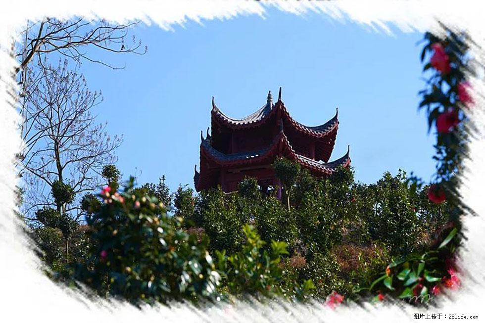 【春天,广西桂林灌阳县向您发出邀请!】杨柳井茶花惹人爱 - 游山玩水 - 桂林生活社区 - 桂林28生活网 www.28life.com