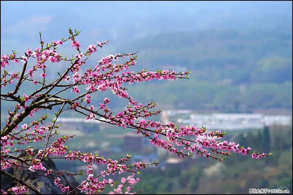 【春天,广西桂林灌阳县向您发出邀请!】望月岭上桃花开 - 游山玩水 - 桂林生活社区 - 桂林28生活网 www.28life.com