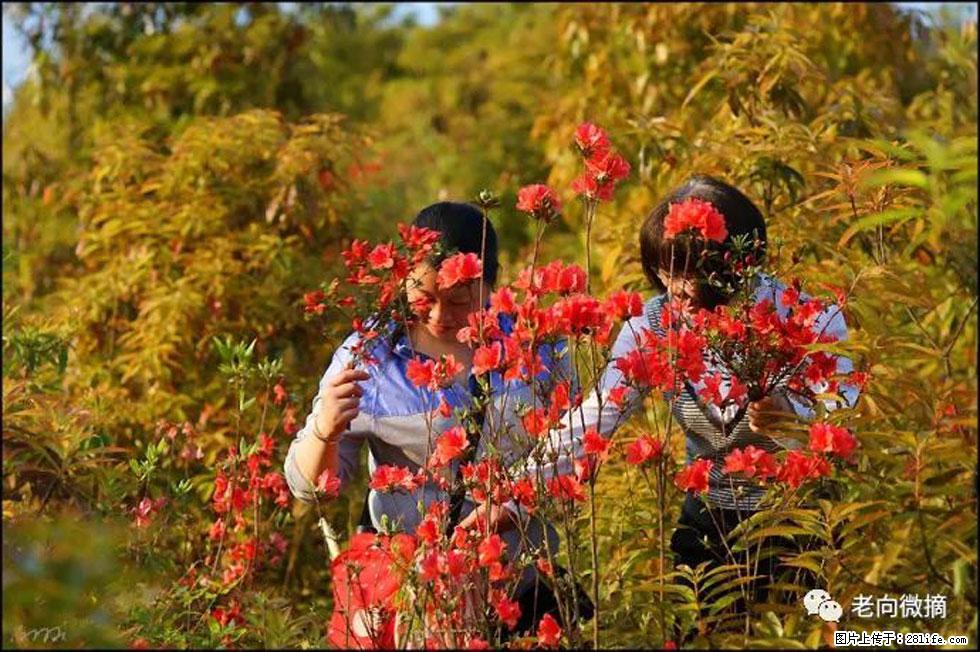 【春天，广西桂林灌阳县向您发出邀请！】登麒麟山，相约映山红 - 游山玩水 - 桂林生活社区 - 桂林28生活网 www.28life.com