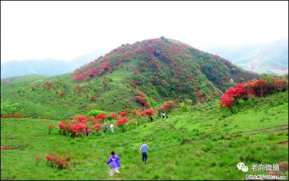 【春天，广西桂林灌阳县向您发出邀请！】宝盖山上映山红 - 游山玩水 - 桂林生活社区 - 桂林28生活网 www.28life.com