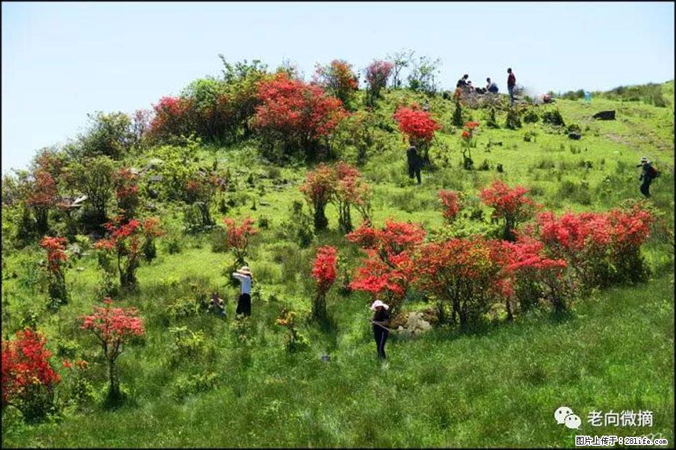 【春天，广西桂林灌阳县向您发出邀请！】宝盖山上映山红 - 游山玩水 - 桂林生活社区 - 桂林28生活网 www.28life.com