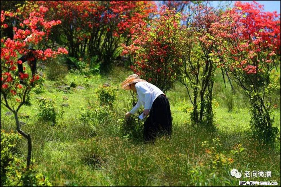 【春天，广西桂林灌阳县向您发出邀请！】宝盖山上映山红 - 游山玩水 - 桂林生活社区 - 桂林28生活网 www.28life.com