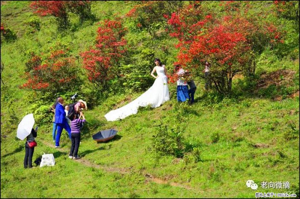 【春天，广西桂林灌阳县向您发出邀请！】宝盖山上映山红 - 游山玩水 - 桂林生活社区 - 桂林28生活网 www.28life.com