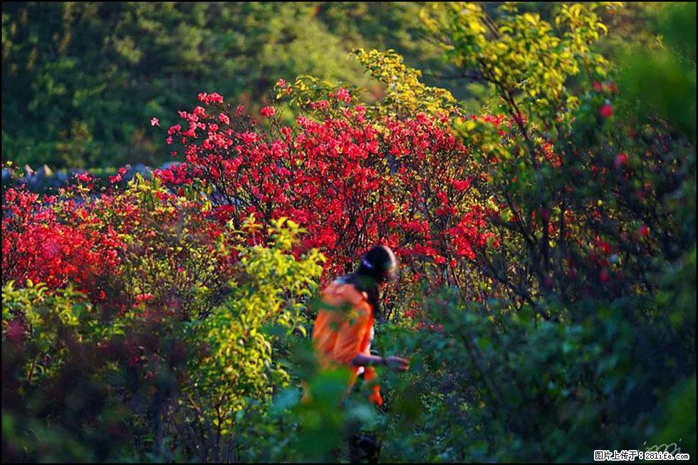 【春天,广西桂林灌阳县向您发出邀请!】春木界上映山红 - 游山玩水 - 桂林生活社区 - 桂林28生活网 www.28life.com