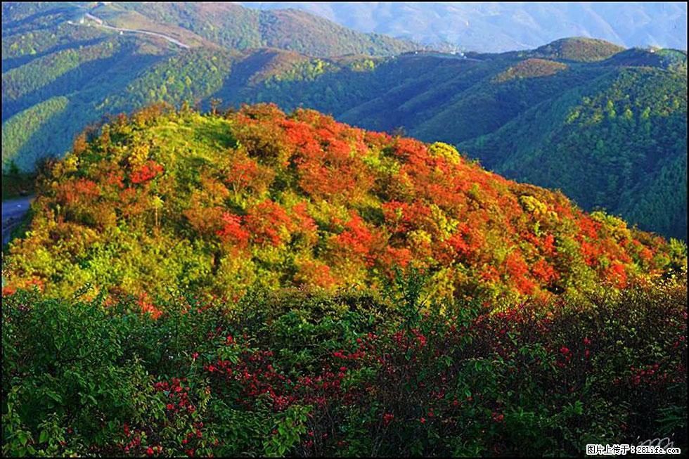 【春天,广西桂林灌阳县向您发出邀请!】春木界上映山红 - 游山玩水 - 桂林生活社区 - 桂林28生活网 www.28life.com