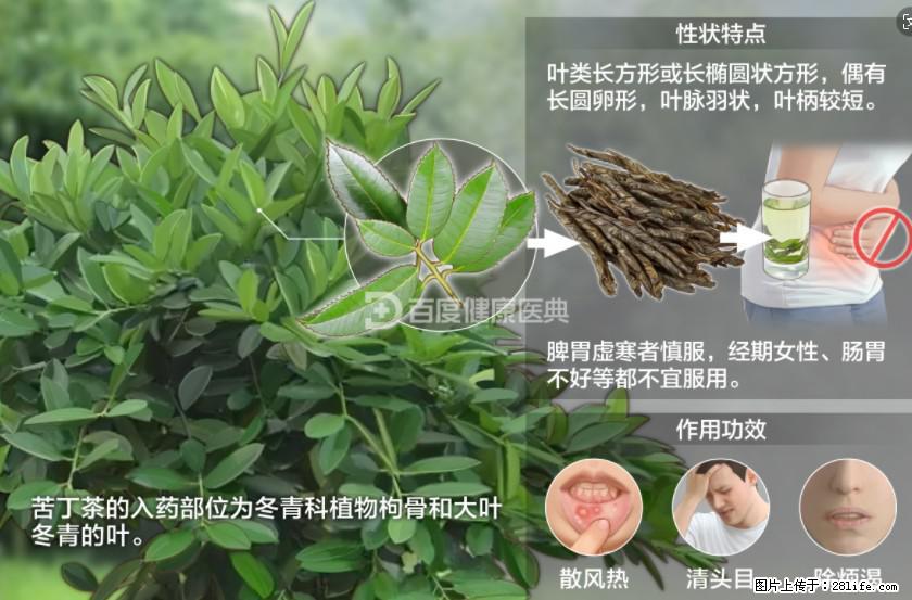 苦丁茶有哪些功效和作用 - 生活百科 - 桂林生活社区 - 桂林28生活网 www.28life.com