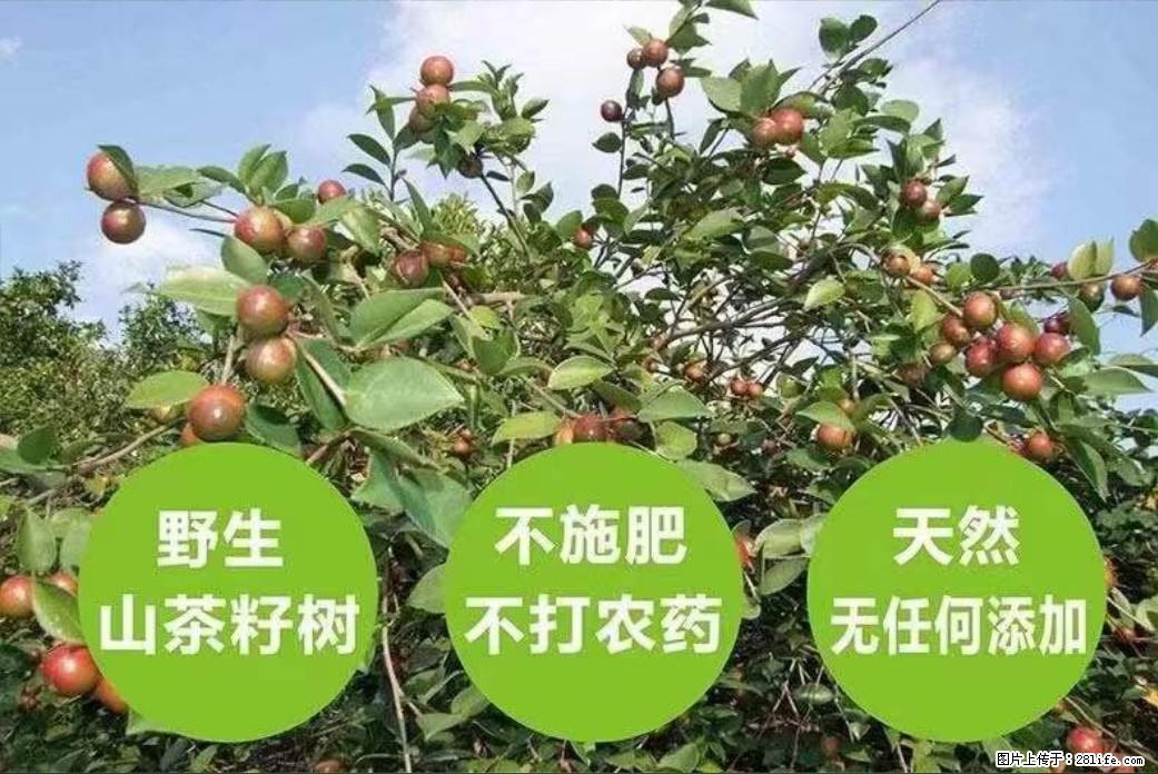 【灌阳县油茶产业示范区】一个有着充实的精神生活的人,对待身外之物自会有一种淡泊的态度 - 美食天地 - 桂林生活社区 - 桂林28生活网 www.28life.com