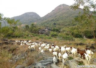 出售自家放养纯种波尔山羊，万福路附近13788741568 - 桂林28生活网 www.28life.com