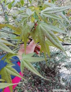 大量收购野生青枫 (三角枫,五角枫) - 桂林28生活网 www.28life.com