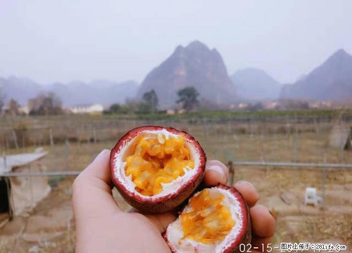 花江校区对面38亩百香果果园转让 - 农作物 - 农林牧渔 - 桂林分类信息 - 桂林28生活网 www.28life.com