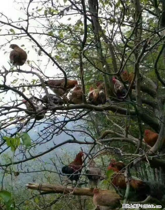 正宗龙胜凤鸡高山土鸡 - 礼品刀具 - 特色礼品 - 桂林分类信息 - 桂林28生活网 www.28life.com