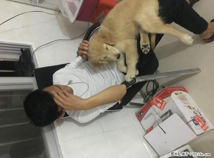免费赠送金毛幼犬一只，三个月 - 宠物交易 - 宠物信息 - 桂林分类信息 - 桂林28生活网 www.28life.com