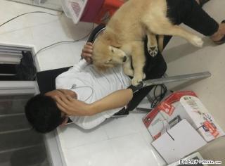 免费赠送金毛幼犬一只，三个月 - 桂林28生活网 www.28life.com