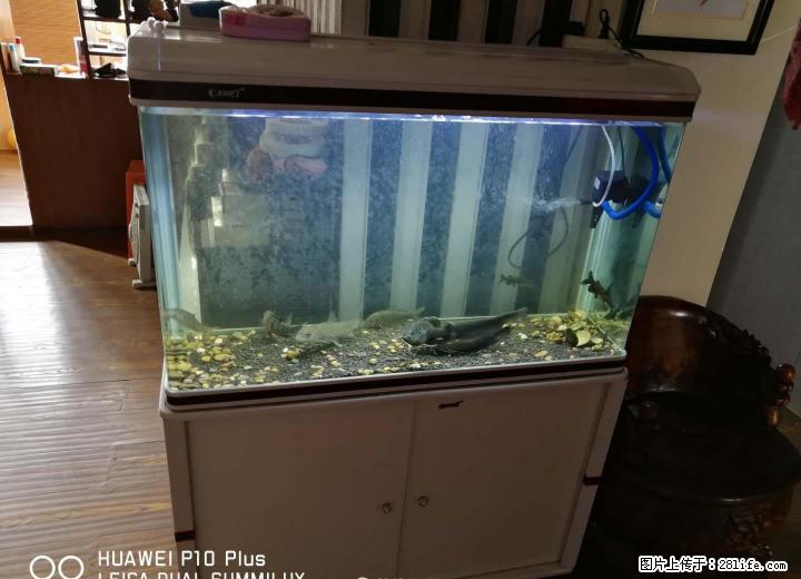 出售一个1米长玻璃鱼缸带柜子 - 宠物食品 - 宠物信息 - 桂林分类信息 - 桂林28生活网 www.28life.com
