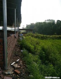 800多平方养猪场，可以养400头猪 - 桂林28生活网 www.28life.com