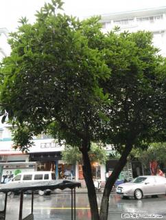 市中心信义路菜市场对面临街门面52平方138万 - 桂林28生活网 www.28life.com