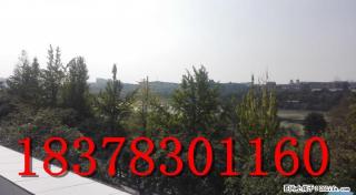 L全江景独栋别墅！！解放桥头临江路一线独栋别墅340平米 仅售850万 - 桂林28生活网 www.28life.com