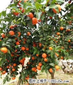 优质砂糖桔出售,价格便宜 - 农作物 - 农林牧渔 - 桂林分类信息 - 桂林28生活网 www.28life.com