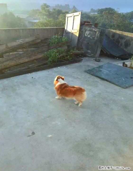 柯基种公借配,,,,,,,,,,,,,, - 宠物配种及服务 - 宠物信息 - 桂林分类信息 - 桂林28生活网 www.28life.com