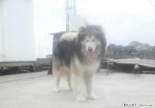 阿拉斯加公犬借配。。。。。。。 - 桂林28生活网 www.28life.com