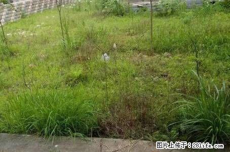 W只要145万就能拥有一临桂新区山水凤凰城大别墅带大花园和车库 - 房屋出售 - 房屋租售 - 桂林分类信息 - 桂林28生活网 www.28life.com