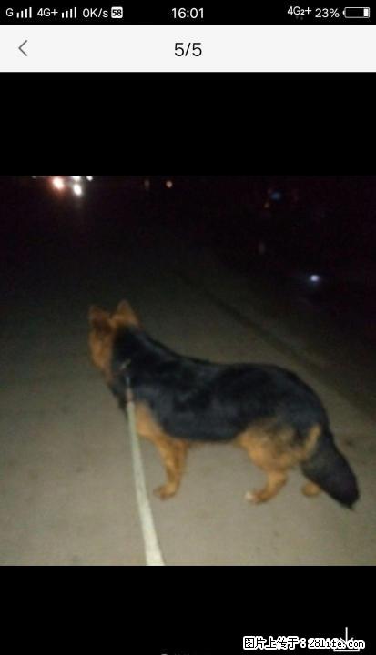 自家养纯种德国牧羊犬 - 宠物交易 - 宠物信息 - 桂林分类信息 - 桂林28生活网 www.28life.com