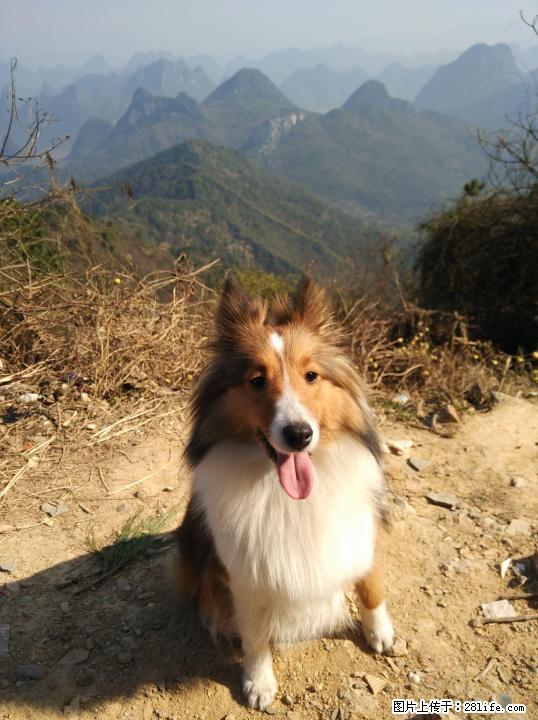 1岁多小喜找喜乐蒂公狗配种 - 宠物配种及服务 - 宠物信息 - 桂林分类信息 - 桂林28生活网 www.28life.com