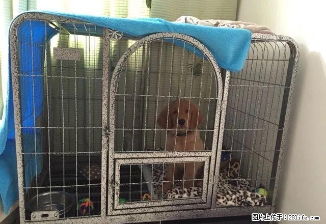 宠物狗笼子 中型犬 大型犬金毛萨摩哈士奇 - 宠物食品 - 宠物信息 - 桂林分类信息 - 桂林28生活网 www.28life.com