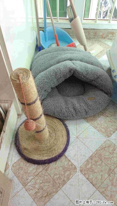 猫窝，猫爬架，猫厕所，猫抓板一套 - 宠物食品 - 宠物信息 - 桂林分类信息 - 桂林28生活网 www.28life.com