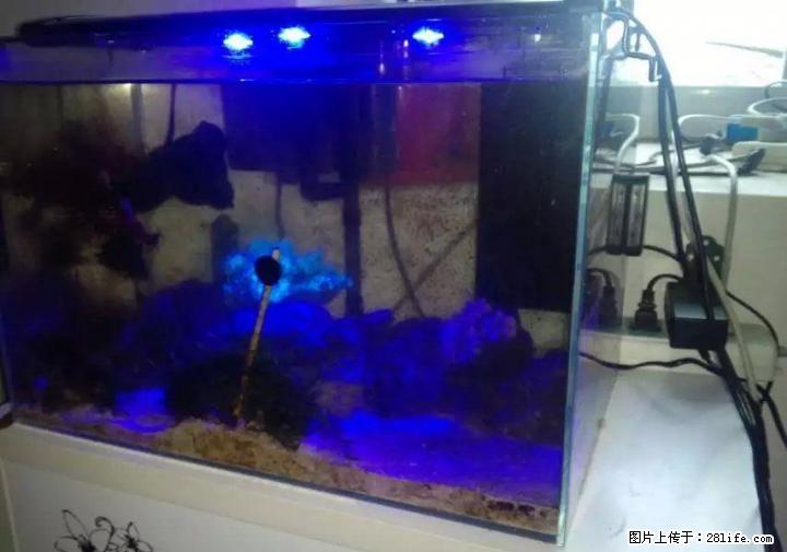 出售小型海水缸一套... - 宠物食品 - 宠物信息 - 桂林分类信息 - 桂林28生活网 www.28life.com