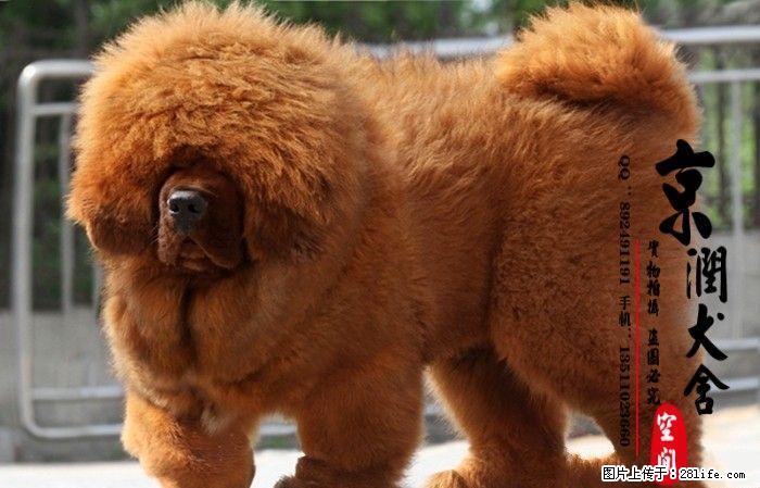 哪里的藏獒最好 现在藏獒值多少钱一只 - 宠物交易 - 宠物信息 - 桂林分类信息 - 桂林28生活网 www.28life.com