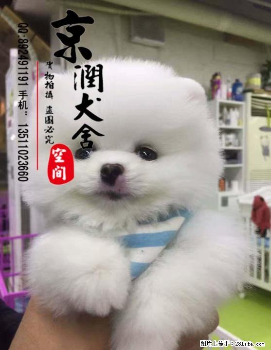 茶杯博美犬可以长多大 好养吗 - 宠物交易 - 宠物信息 - 桂林分类信息 - 桂林28生活网 www.28life.com