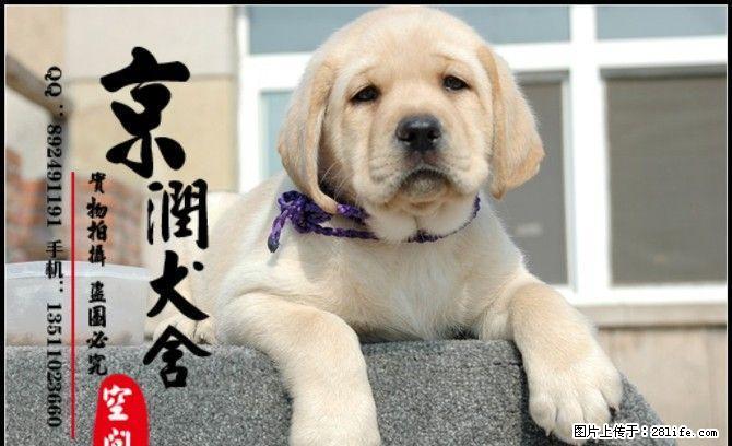 北京纯种拉不拉多幼犬多少钱一只 - 宠物交易 - 宠物信息 - 桂林分类信息 - 桂林28生活网 www.28life.com