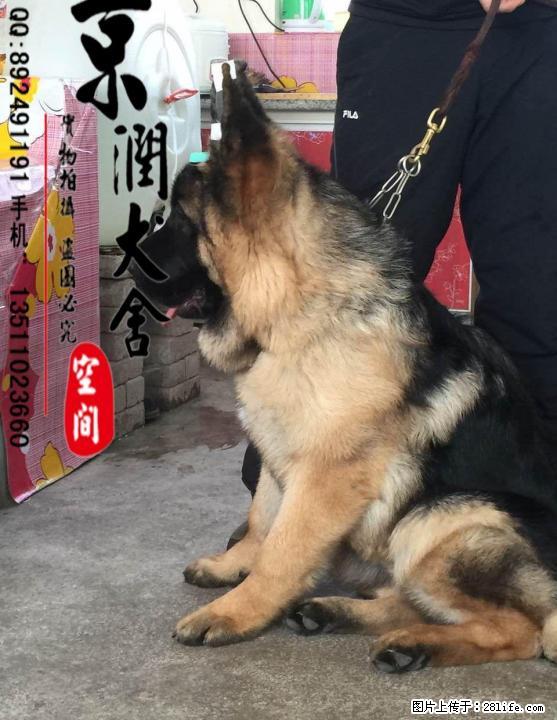 哪里有卖纯种双血统德国牧羊犬的 多少钱一只 - 宠物交易 - 宠物信息 - 桂林分类信息 - 桂林28生活网 www.28life.com
