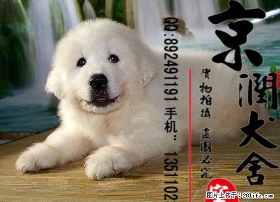 北京哪里有卖纯种大白熊幼犬的多少钱一只 - 宠物交易 - 宠物信息 - 桂林分类信息 - 桂林28生活网 www.28life.com