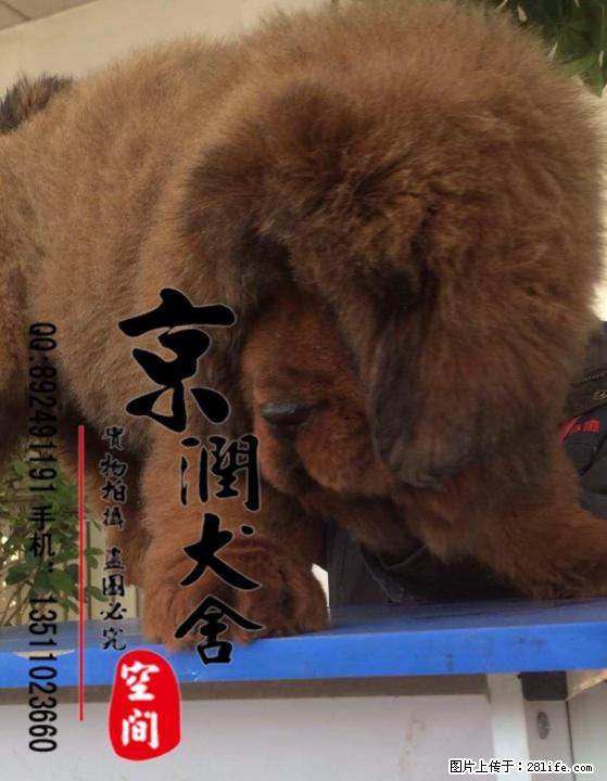 北京哪里的大型藏獒好 - 宠物交易 - 宠物信息 - 桂林分类信息 - 桂林28生活网 www.28life.com