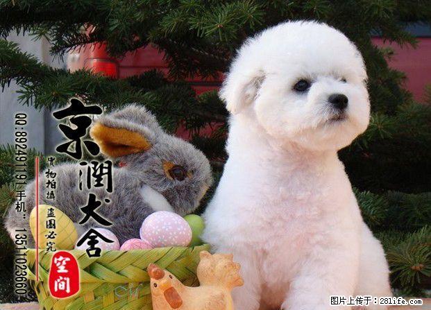 哪里有卖纯种小型比熊多少钱一只 - 宠物交易 - 宠物信息 - 桂林分类信息 - 桂林28生活网 www.28life.com